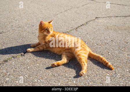 Orangefarbene Katze, die lügt. Stockfoto
