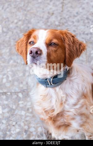 Bretagne Spaniel-Hund mit einem schönen Fell und hellen Augen, auf einem gemusterten Boden, der sein freundliches Verhalten und seine energische Natur unterstreicht Stockfoto