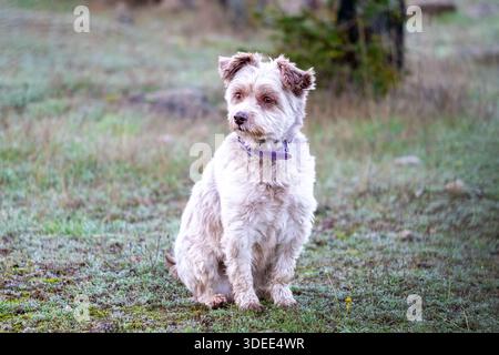 Brauner Mix-Welpe mit flauschigem Fell sitzt auf grünem Gras, umgeben von der Natur, und zeigt einen verspielten und neugierigen Ausdruck in einem ruhigen Outdoor-sce Stockfoto