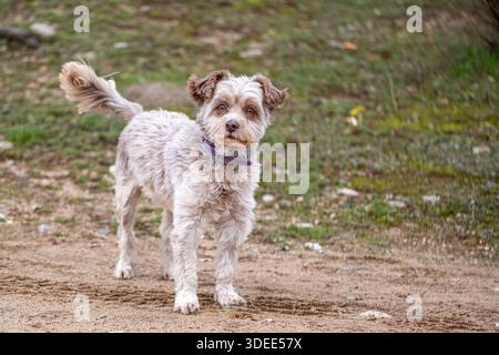 Das verspielte, braune Yorkie Mix Hündchen steht auf sandigem Pfad, umgeben von üppigem grünem Gras, und zeigt seine charmante Persönlichkeit und sein flauschiges Fell in einem lebendigen o Stockfoto