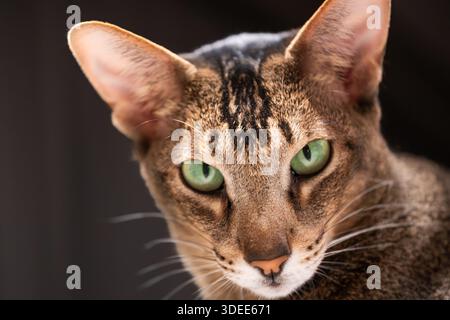 Diese orientalische Katze mit bezaubernden grünen Augen zeigt ihr unverwechselbares Fellmuster und schafft eine charmante Atmosphäre in einer warmen, einladenden Umgebung Stockfoto
