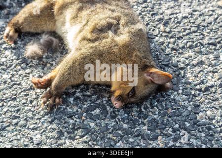 Ein totes Opossum, das auf einer Straße liegt, Queenstown, Otago, Neuseeland Stockfoto