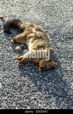 Ein totes Opossum, das auf einer Straße liegt, Queenstown, Otago, Neuseeland Stockfoto