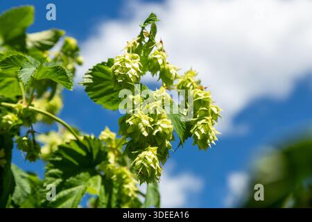 Nahaufnahme der Hopfenernte, die vor blauem Himmel wächst, Neuseeland Stockfoto