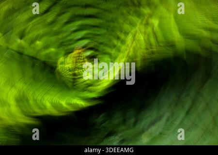 Abstraktes Bild eines Farns, das ein Wellenmuster erzeugt, Neuseeland, Dezember 2019 Stockfoto