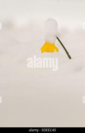 Wild Narcissus pseudonarcissus, Einzelblüte im Tiefschnee, Brecon, März 2018 Stockfoto
