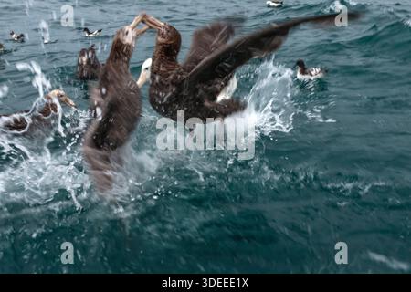 Südlicher Riesensturmvogel Macronectes giganteus, zwei Erwachsene kämpfen im Wasser, Kaikoura, Neuseeland, Februar 2020 Stockfoto