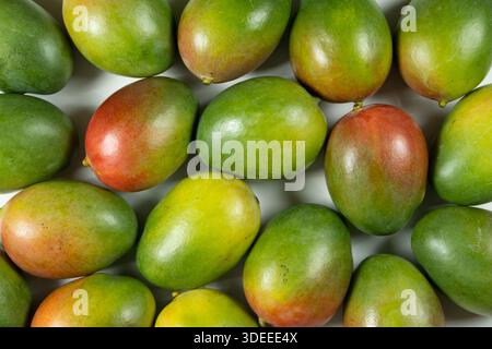 Hintergrund vieler frischer reifer Mangos. Blick von oben auf die farbenfrohe Mango. Stockfoto