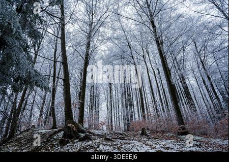 Ein dichter, teilweise verschneite Wald in der Podlas Street in Lipowa, der die ruhige Winteratmosphäre der Beskiden einfängt Stockfoto