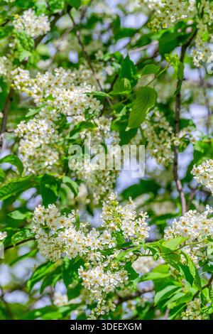 Frühlingsblühende Vogelkirsche unter natürlichen Bedingungen. Natürlicher, floraler weißer Hintergrund. Stockfoto