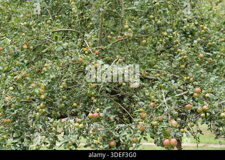 Ein Obstbaum voller reifer roter und grüner Äpfel. Stockfoto