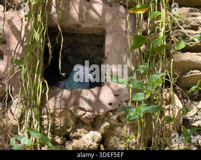 Taube in einem Mauerloch Stockfoto