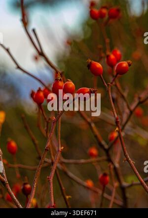 Nahansicht der Hagebuttenbeeren mit braunem Hintergrund im Troodos Bergwald, Zypern Stockfoto