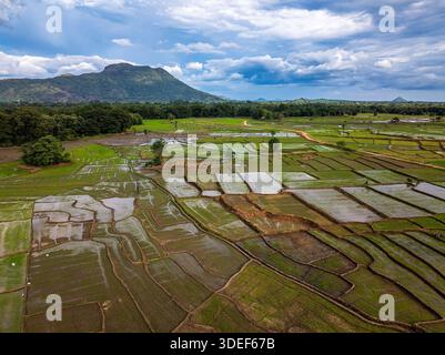 Luftaufnahme der üppigen Reisfelder und der Patchwork Paddy Landschaft in Sri Lanka Stockfoto