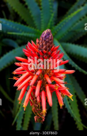 Aloe Vera Pflanze mit leuchtend roten Spitzen Nahaufnahme Stockfotografie -  Alamy