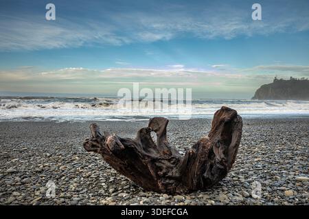WA28991-00...WASHINGTON - der alte Wurzelball eines einst großen Baumes, der am felsigen Ufer des Ruby Beach an der Pazifikküste im Olympic National Park geworfen wurde Stockfoto