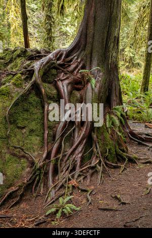 WA29022-00...WASHINGTON - ein massiver Baum wächst auf einem Felsen im Olympic National Park. Stockfoto