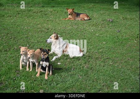 Eine friedliche Outdoor-Szene, in der eine Gruppe von streunenden Hunden auf einem grünen Grasfeld zusammen ruht. Erwachsene Hunde und Welpen liegen ruhig Stockfoto