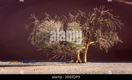 In der Salzpfanne von Sossusvlej, Namibia, bleiben diese toten Bäume aufrecht, für immer im festen „Felsen“ der Salzpfanne gefangen. Stockfoto