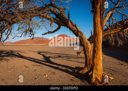 In der Salzpfanne von Sossusvlej, Namibia, bleiben diese fast toten Bäume aufrecht, für immer im festen „Felsen“ der Salzpfanne gefangen. Stockfoto