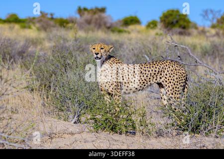 Gepard (Acinonyx jubatus) im Kgalagadi Transfrontier Park, Südafrika. Stockfoto