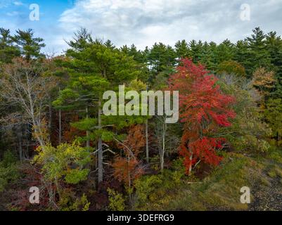 Aus der Vogelperspektive sehen Sie einen lebhaften Teppich aus Herbstlaub, wo feurige Rot- und Orangen im Kontrast zu tiefem Grün stehen, Massabesic, New Hampshire, USA. Stockfoto