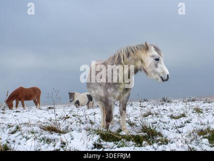 Pferde in einem verschneiten Feld am Gipfel des Beachy Head im South Downs National Park, East Sussex, Großbritannien Stockfoto