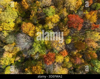 Aus der Vogelperspektive sehen Sie einen lebhaften Teppich aus Herbstlaub, mit Bäumen in Rot-, Orange-, Gelb- und Grüntönen, die ein atemberaubendes Mosaik aus saisonalen Farben bilden Stockfoto