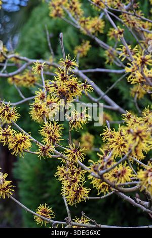 Hamamelis mollis pallida - Hexenhazel Stockfoto