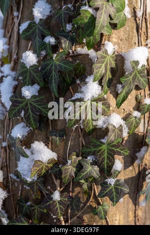 Nahaufnahme von Schnee staubte gewöhnlichen Efeu auf einem Baum im Wald. Naturhintergrund Stockfoto