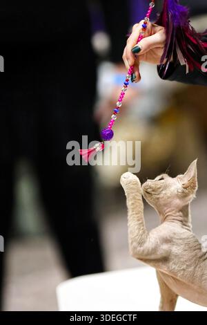 Verspielte Sphynx-Katze blickt und greift nach einem gefiederten Spielzeug Stockfoto