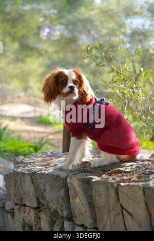 Cavalier King Charles Spaniel im roten Pullover draußen Stockfoto