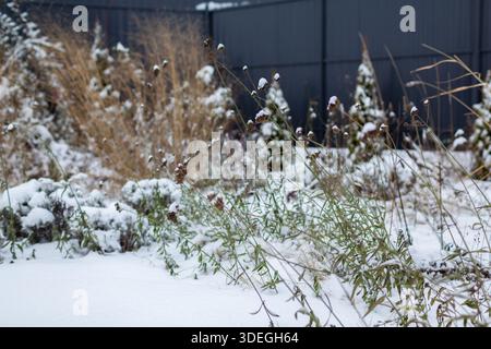 Verbena bonarienses im verschneiten Wintergarten. Immergrüne arborvitenbäume, die entlang des Zauns von Ziergräsern und Stauden wachsen. Strukturelle Saatköpfe Stockfoto
