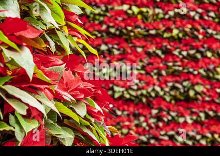 Weihnachtsbaum aus Weihnachtsstern Stockfoto