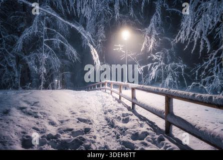 Schneebedeckter Waldweg bei Nacht, beleuchtet von Straßenlaternen Stockfoto