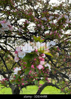 Blühende Krabbenbäume füllen den Central Park mit sanften Frühlingsfarben in New York City. Stockfoto