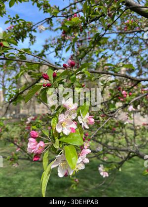 Blühende Krabbenbäume füllen den Central Park mit sanften Frühlingsfarben in New York City. Stockfoto