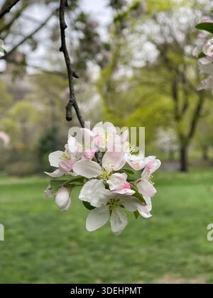 Blühende Krabbenbäume füllen den Central Park mit sanften Frühlingsfarben in New York City. Stockfoto