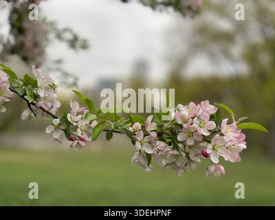 Blühende Krabbenbäume füllen den Central Park mit sanften Frühlingsfarben in New York City. Stockfoto