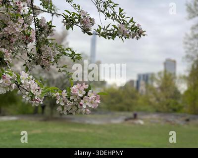 Blühende Krabbenbäume füllen den Central Park mit sanften Frühlingsfarben in New York City. Stockfoto