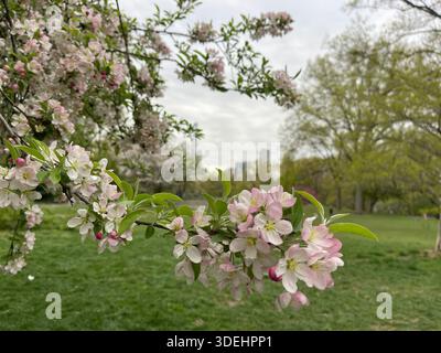 Blühende Krabbenbäume füllen den Central Park mit sanften Frühlingsfarben in New York City. Stockfoto