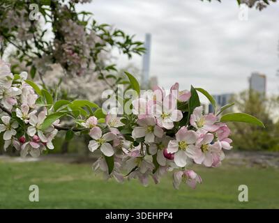 Blühende Krabbenbäume füllen den Central Park mit sanften Frühlingsfarben in New York City. Stockfoto