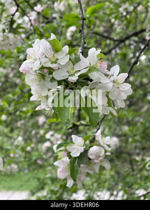 Blühende Krabbenbäume füllen den Central Park mit sanften Frühlingsfarben in New York City. Stockfoto
