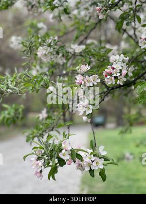 Blühende Krabbenbäume füllen den Central Park mit sanften Frühlingsfarben in New York City. Stockfoto