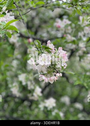 Blühende Krabbenbäume füllen den Central Park mit sanften Frühlingsfarben in New York City. Stockfoto