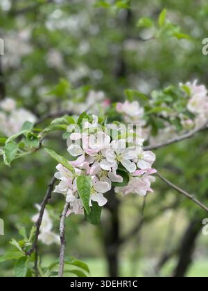 Blühende Krabbenbäume füllen den Central Park mit sanften Frühlingsfarben in New York City. Stockfoto