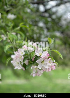 Blühende Krabbenbäume füllen den Central Park mit sanften Frühlingsfarben in New York City. Stockfoto