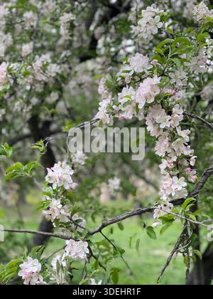 Blühende Krabbenbäume füllen den Central Park mit sanften Frühlingsfarben in New York City. Stockfoto
