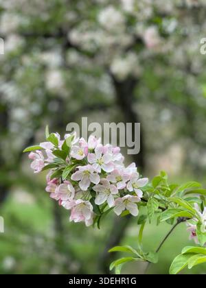 Blühende Krabbenbäume füllen den Central Park mit sanften Frühlingsfarben in New York City. Stockfoto