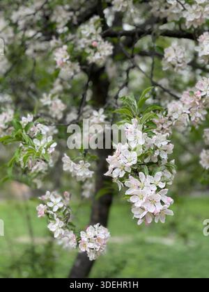 Blühende Krabbenbäume füllen den Central Park mit sanften Frühlingsfarben in New York City. Stockfoto